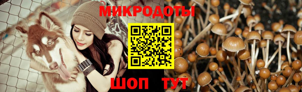 Муром  Галлюциногенные грибы Psilocybine cubensis  где можно купить   Вход с VPN 